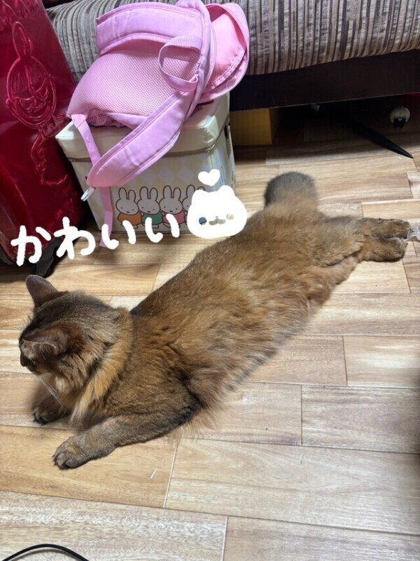 ︎✧︎うちの猫🐱︎✧︎
