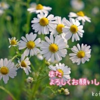 ことは
