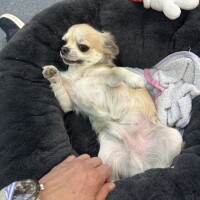 ゆきね