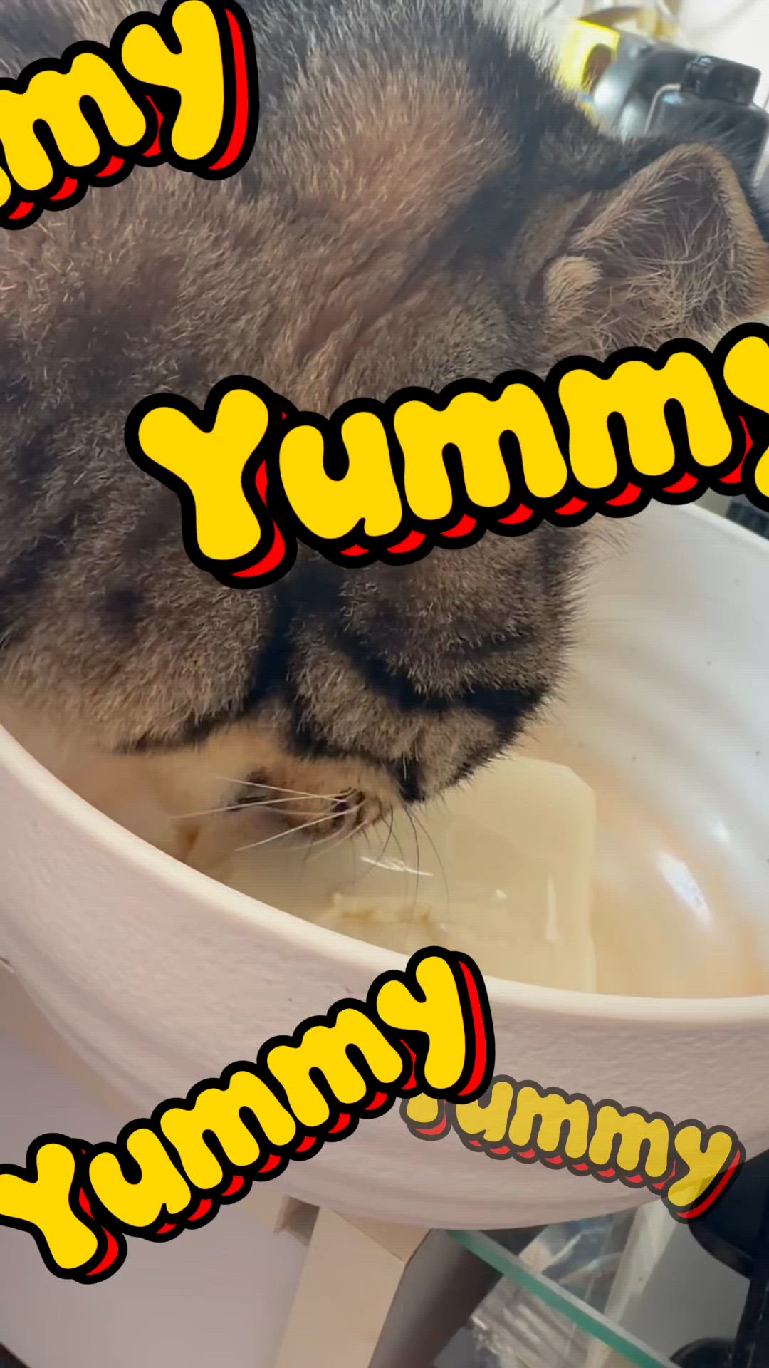 豆腐を食べる猫