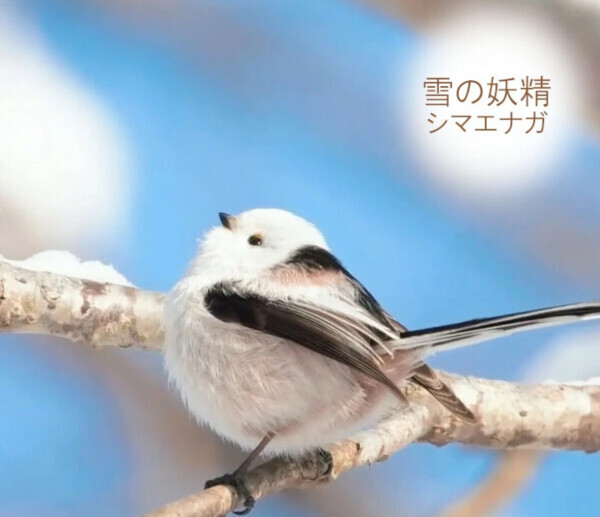 シマエナガ