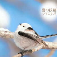 一花