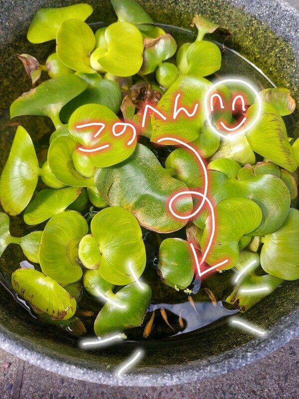 上から見るか 横から見るか