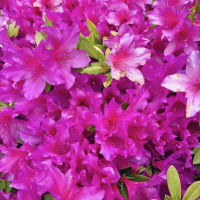 華帆