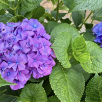 華帆