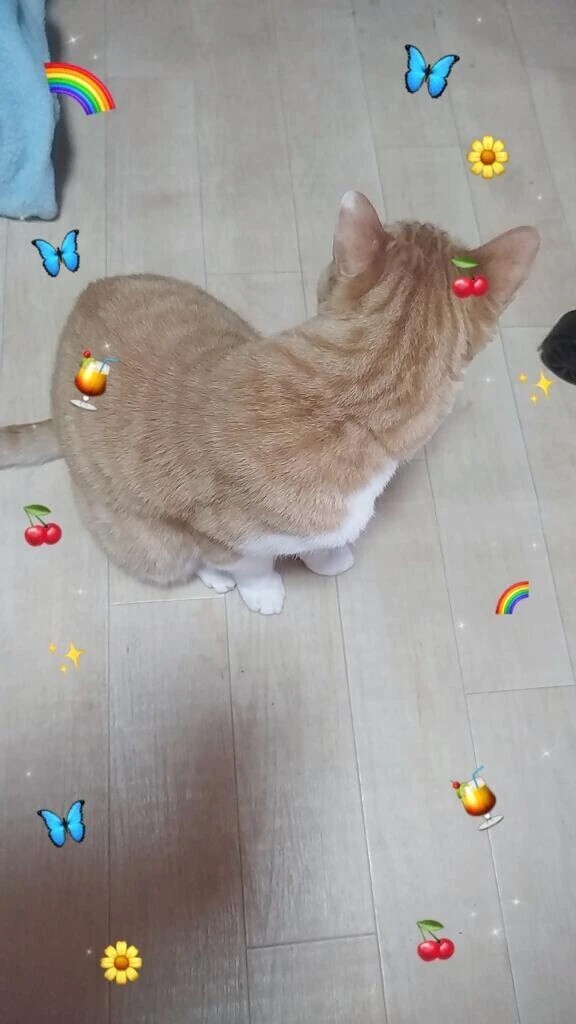 構ってにゃ〜🐱💓