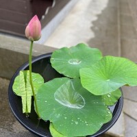 ごめんなさい?