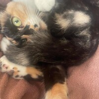 ?お手伝いの日