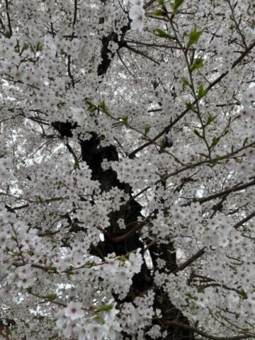 4月！桜！