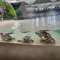 あかり