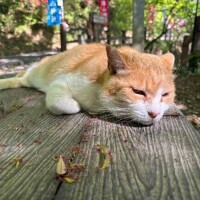 熱?