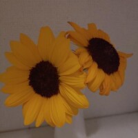 ミサキ