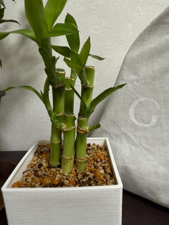 来週の出勤のお知らせ