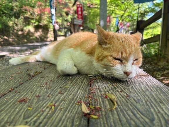 ごめんなさいm(._.)m