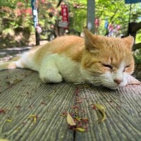 ごめんなさいm(._.)m