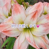 お渡ししたいもの?