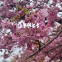 昨日もありがとう?