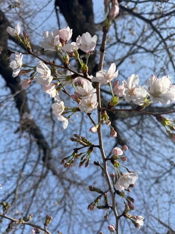 来週の出勤のお知らせ