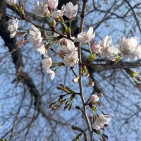 来週の出勤のお知らせ