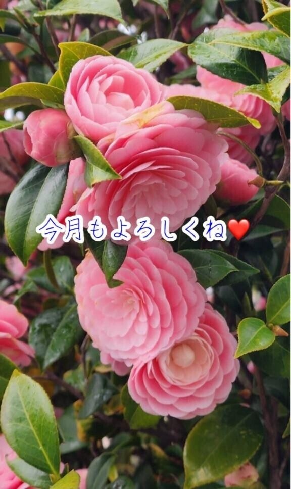 先月もありがとう?今月もよろしくね?