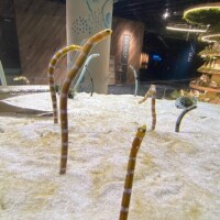 お休みになりました?