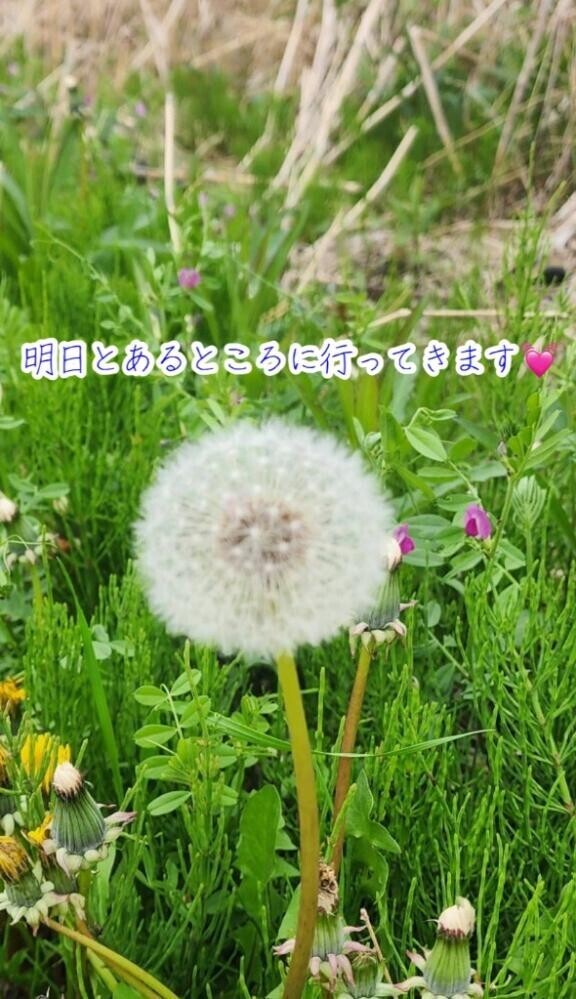 明日?
