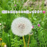 明日?