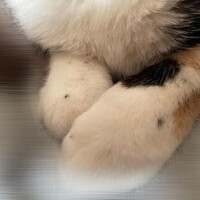 愛してるので??