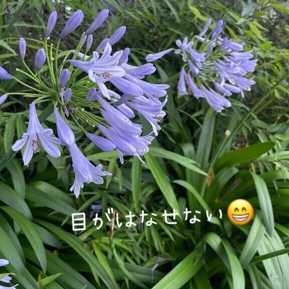 夢物語はどこまで…??