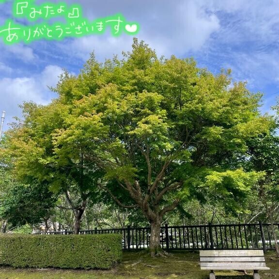 木陰って偉大?