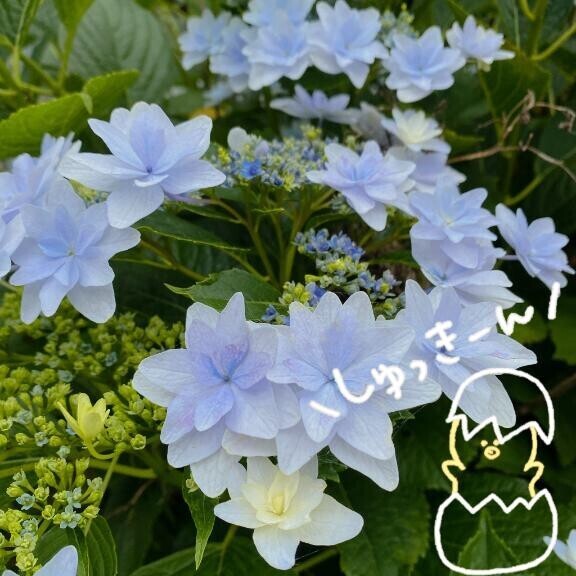 あれれ？