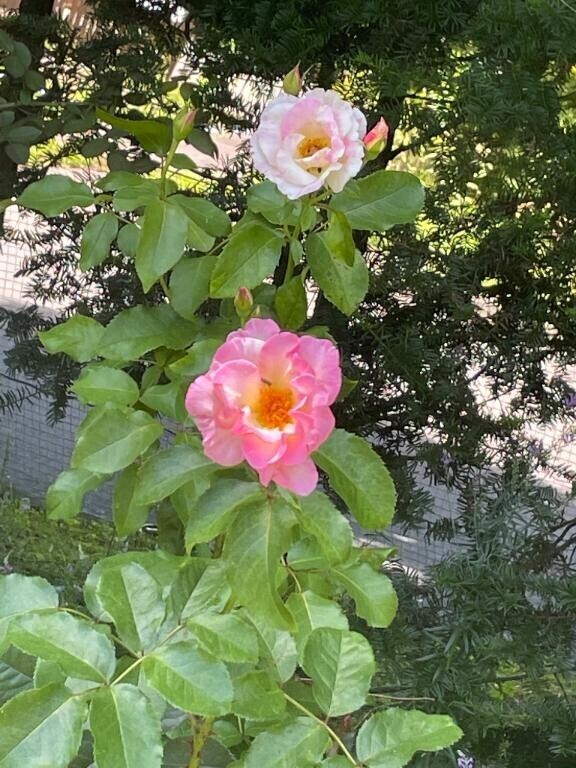 お礼?