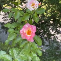 ひびき