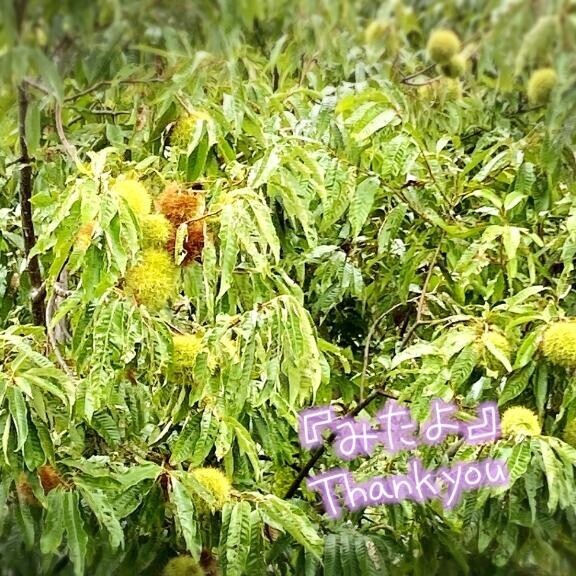 拾わなくっちゃ！