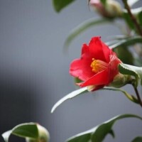 りかこ　ゴールド