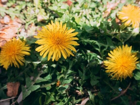 おはようございます