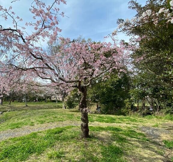 桜