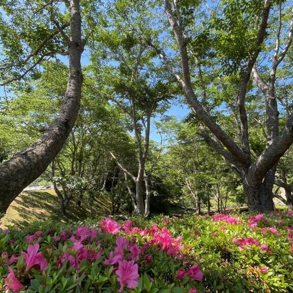 私は◯になりたい