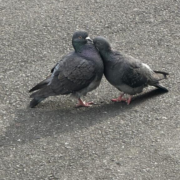 チュチュ?