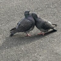 チュチュ?