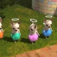 ちーわわ??チワワ??高収入????