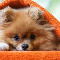 [お題]from:トイプーさん