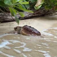 [お題]from:ぴぴさん