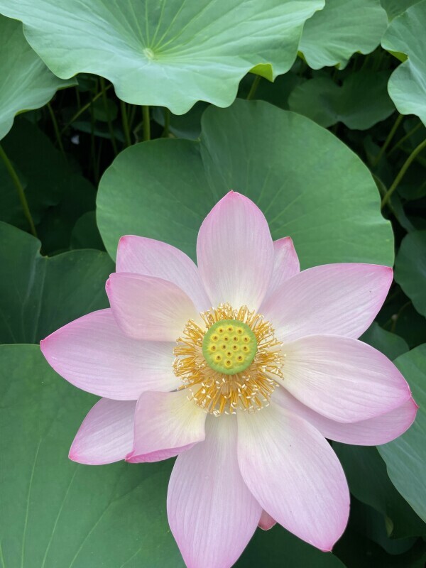 花も団子も♡