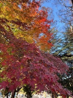 12月出勤のお知らせ📢