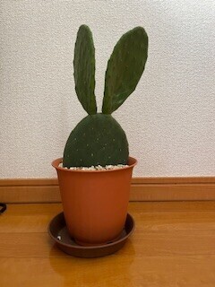 3月の出勤予定🎎