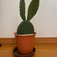 3月の出勤予定🎎