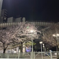 いつかの桜！