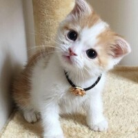 こゆき