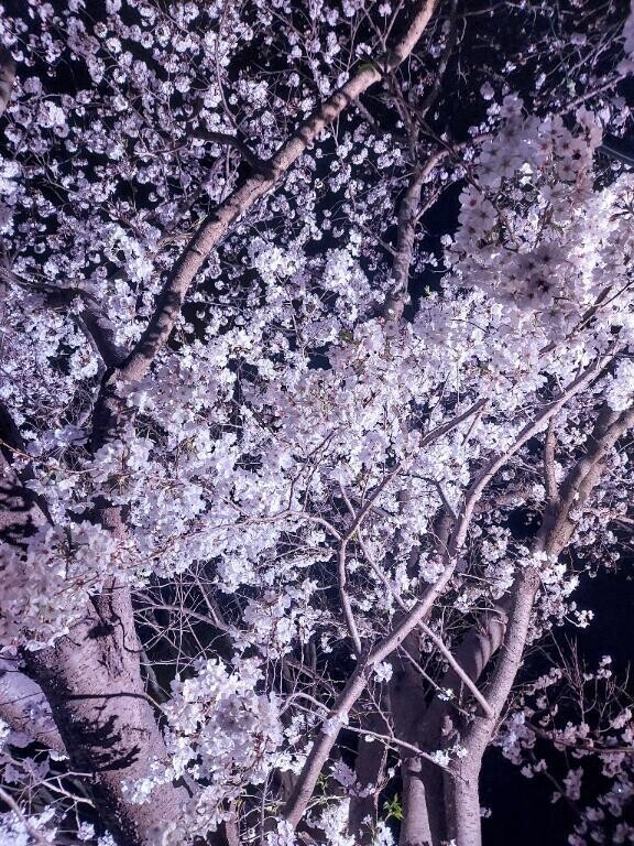 夜桜?